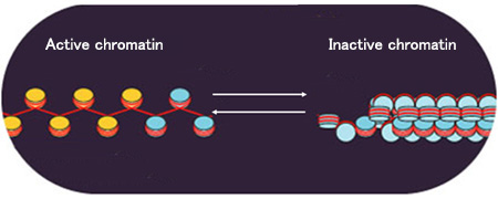 Chromatin structure