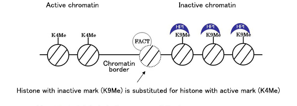 Histone replacement at a chromatin border