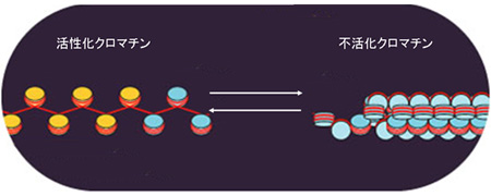 クロマチンの構造