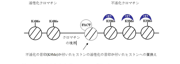 FACTが存在する部分を境にクロマチンの活性が変わる。