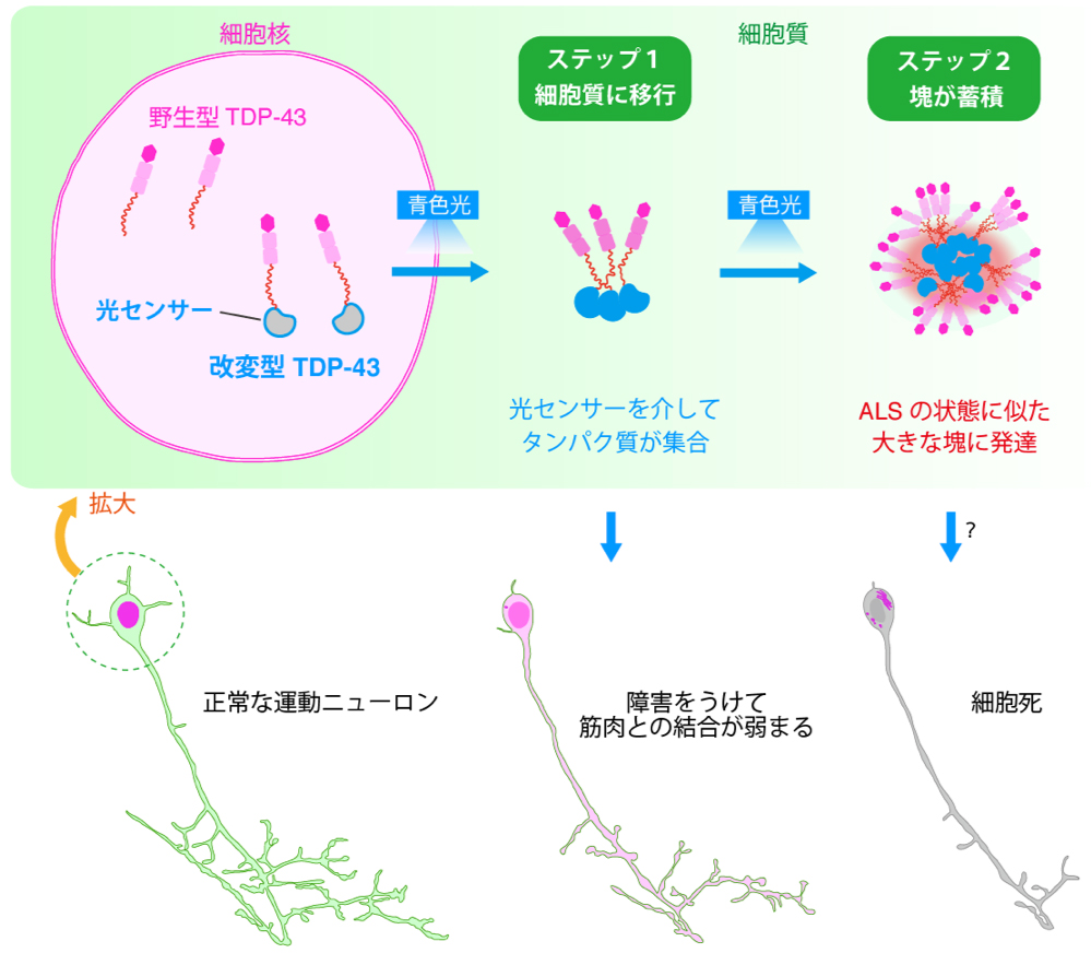 Figure1