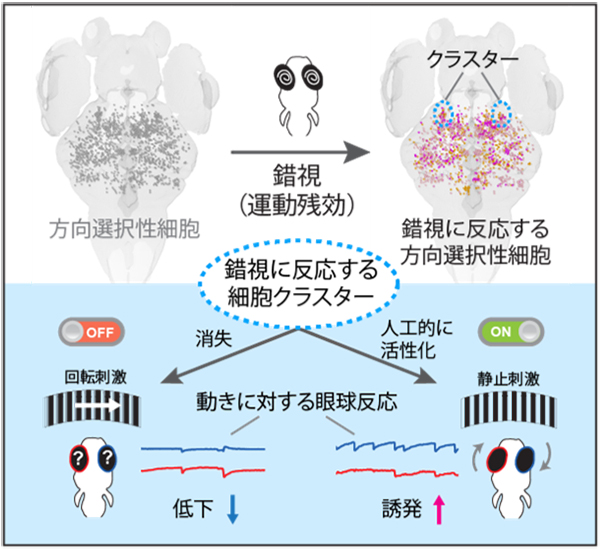 国立遺伝学研究所