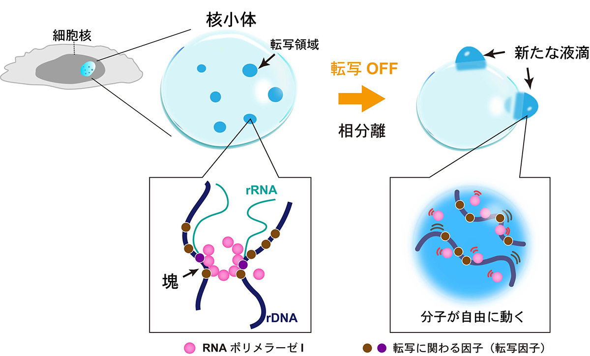 Figure1