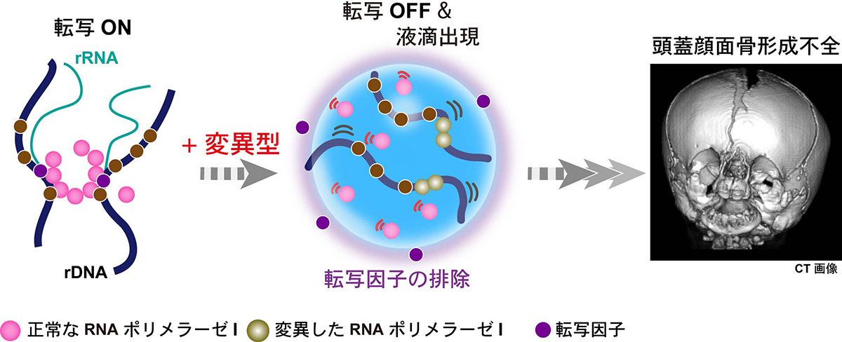 Figure1