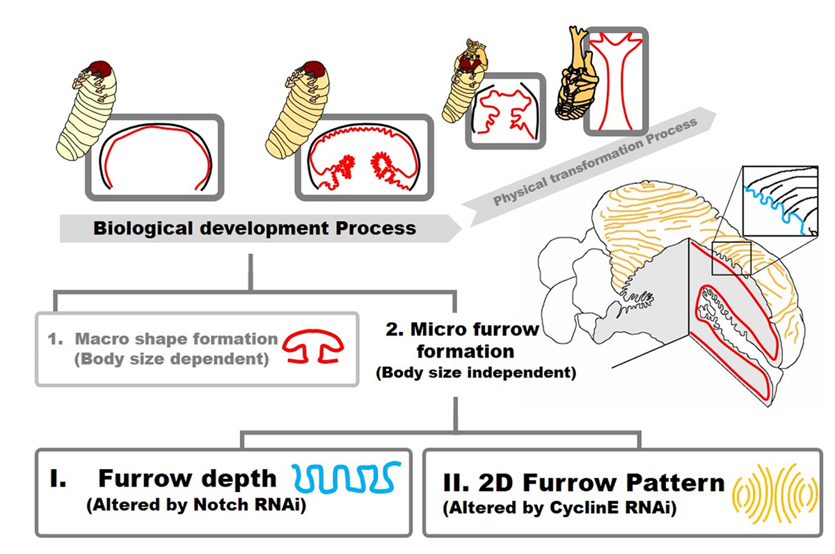 Figure1