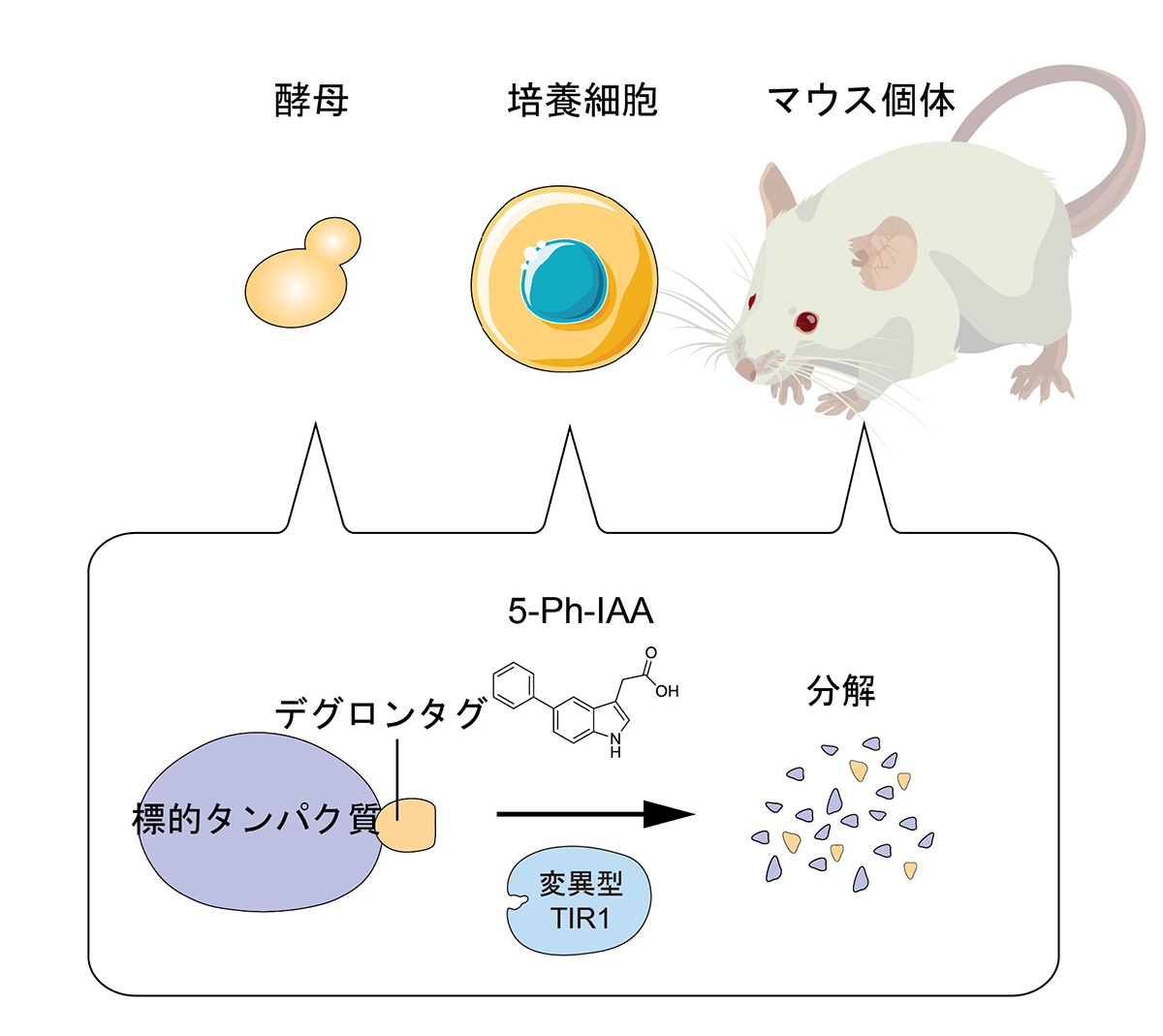 Figure1