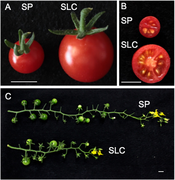 Figure1