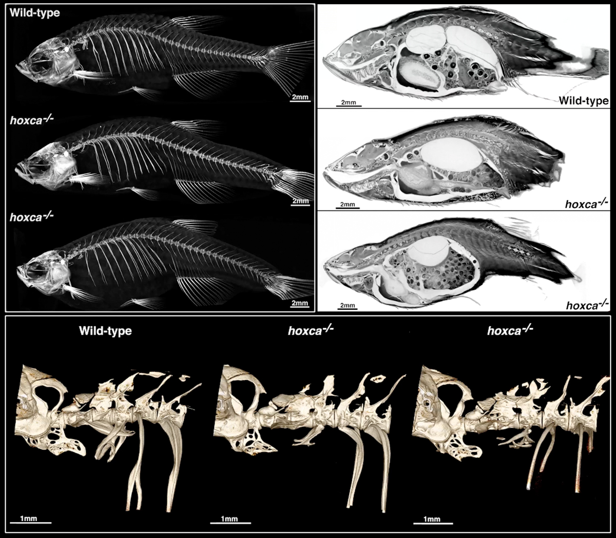 Figure1