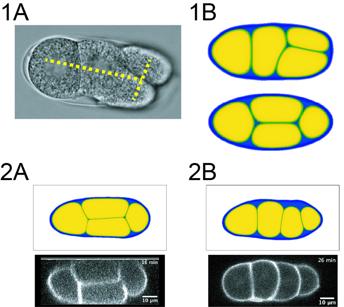 Figure1