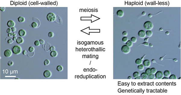 Figure1