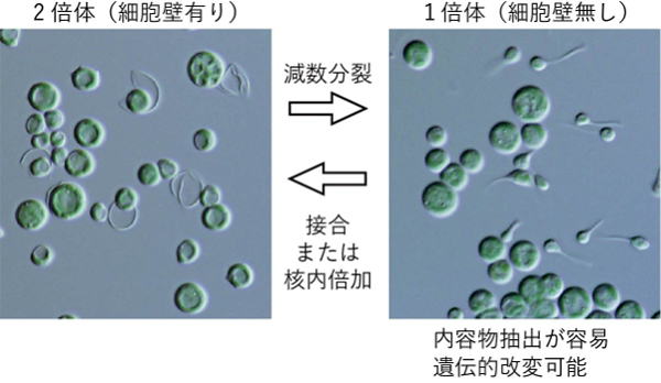 Figure1