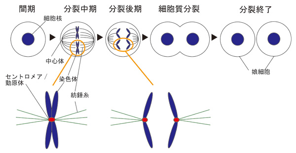 Figure1