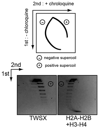 Figure1