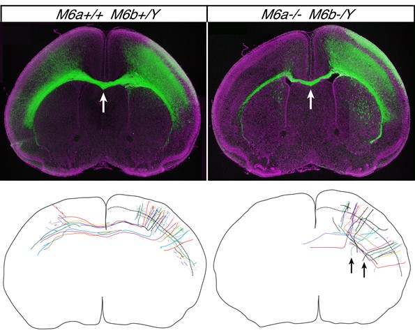 Figure1