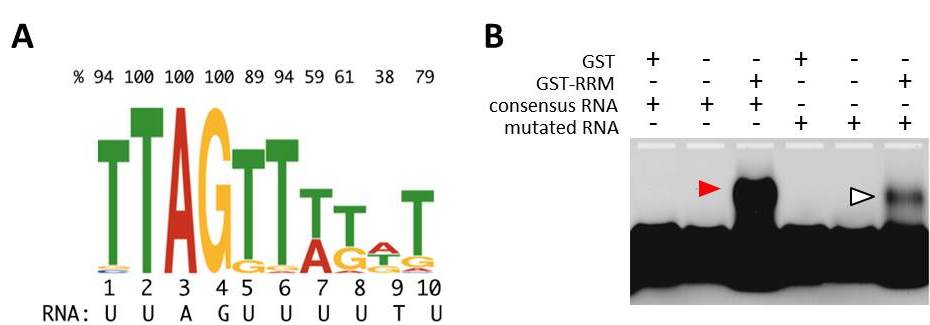 Figure1