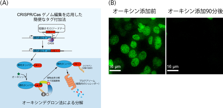 Figure1