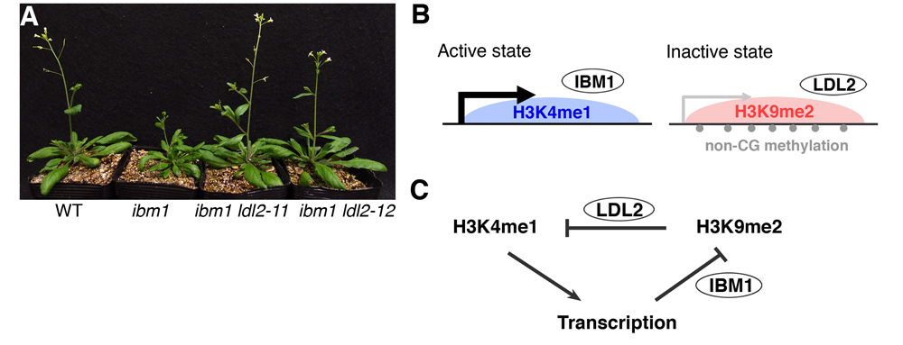 Figure1