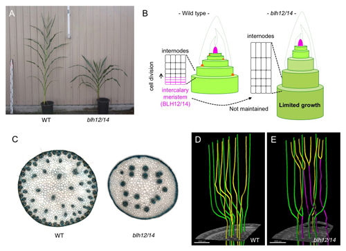 Figure1