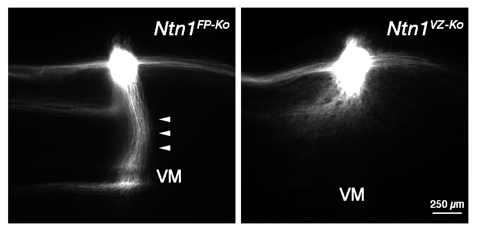 Figure1