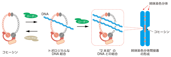 Figure1