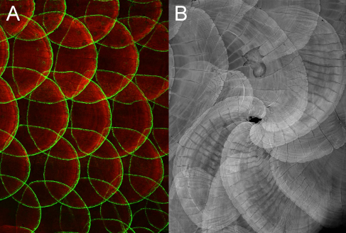 Figure1