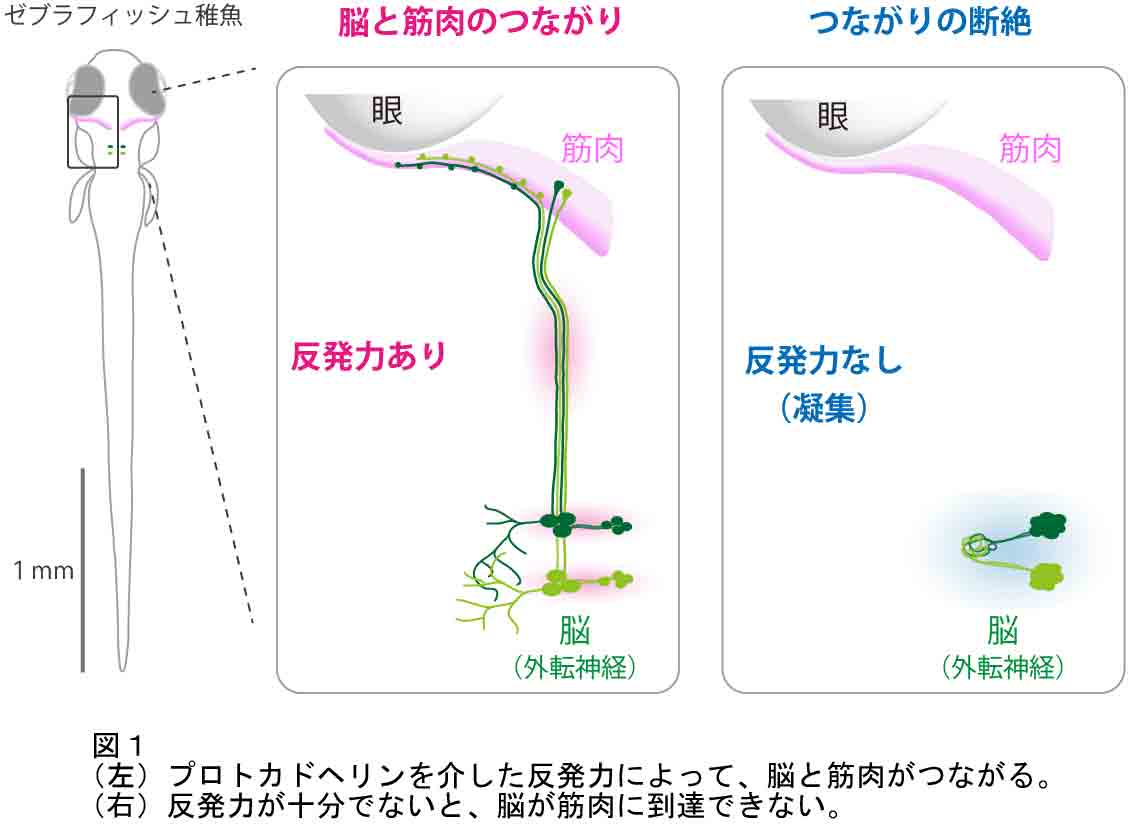 Figure1