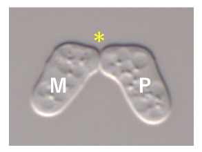 Figure1