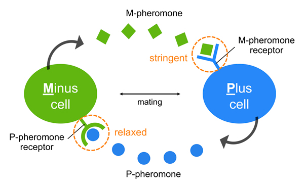 How sex pheromones diversify: lessons from yeast::National Institute of  Genetics