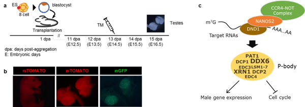 Genetics without making mouse lines::National Institute of Genetics