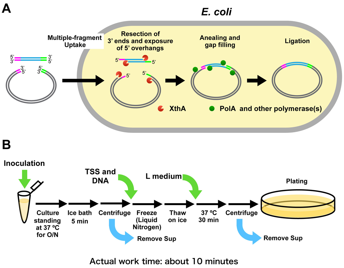  E Coli 87 