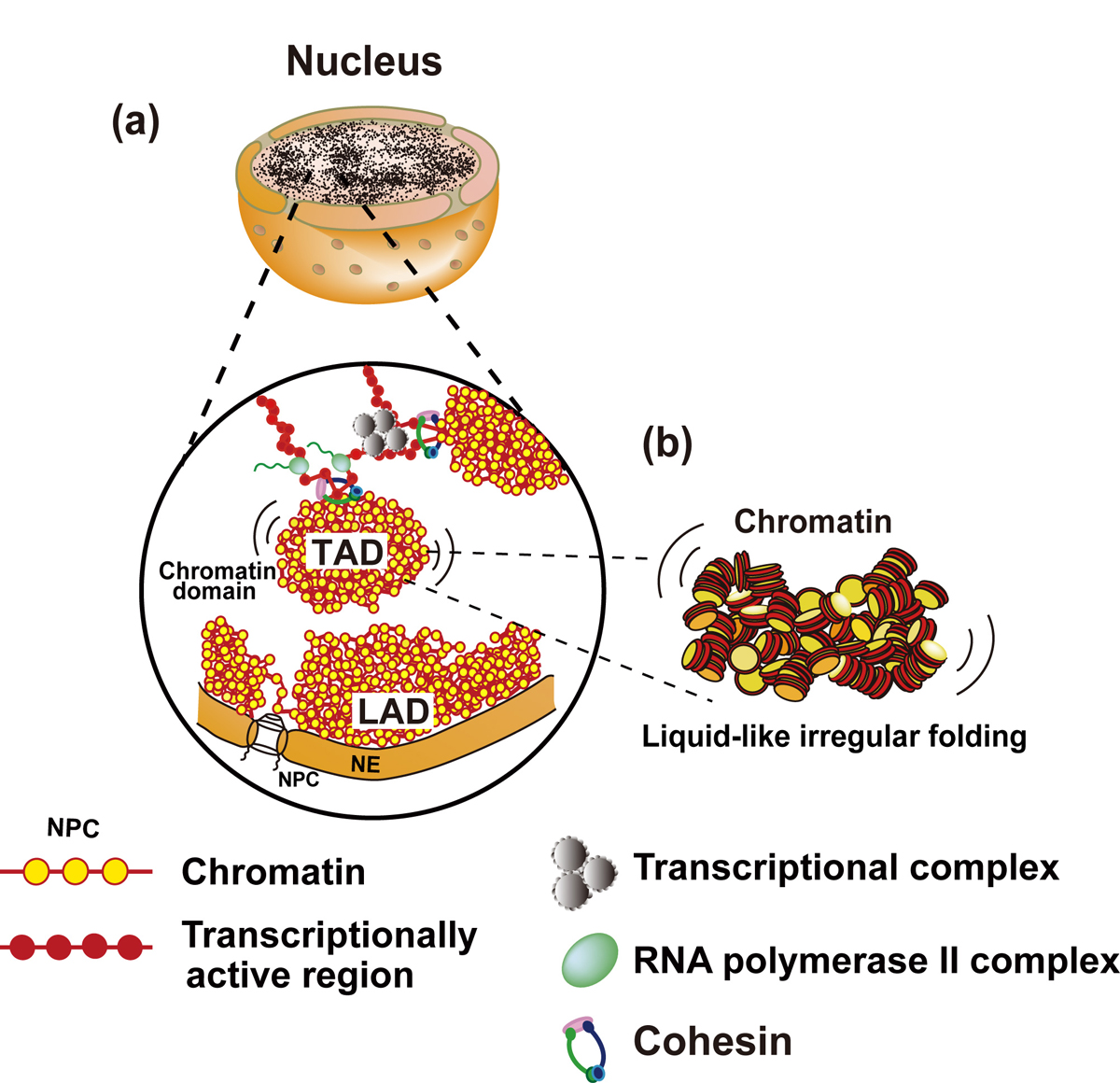 Figure1