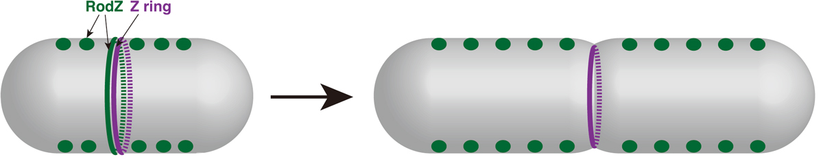 Figure1