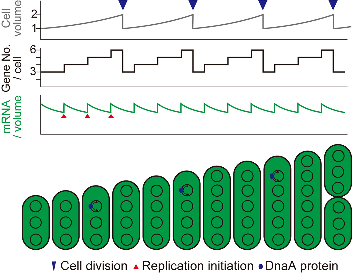 Figure1