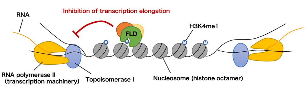 Figure1