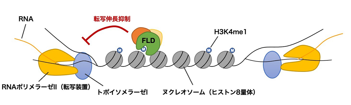 Figure1