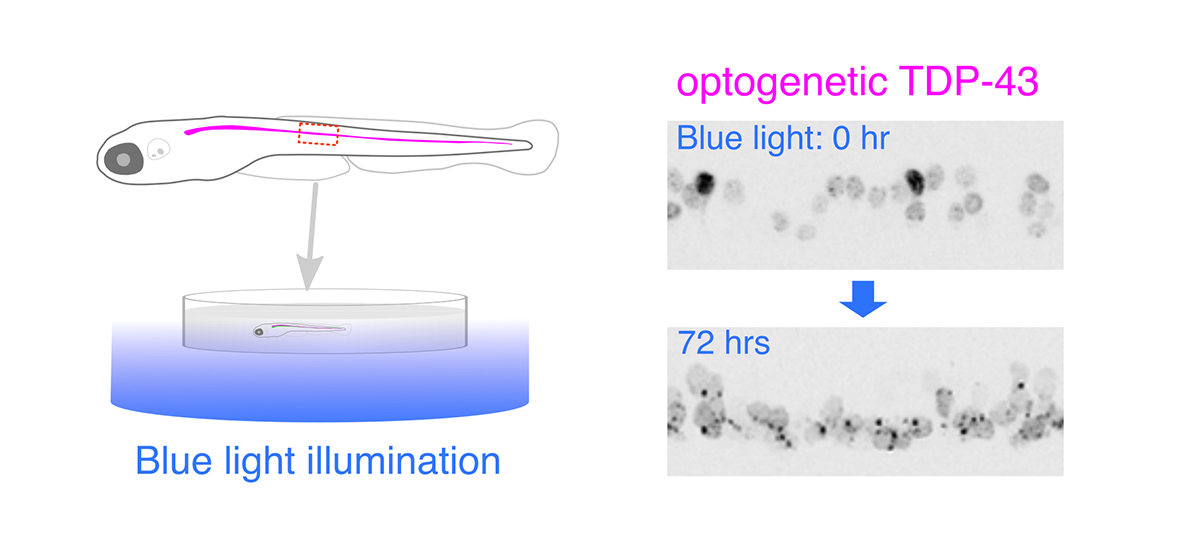 Figure1