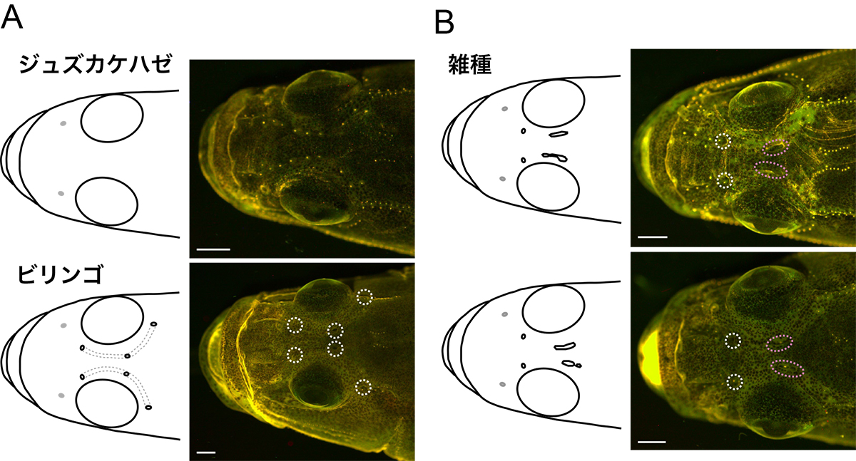 Figure1