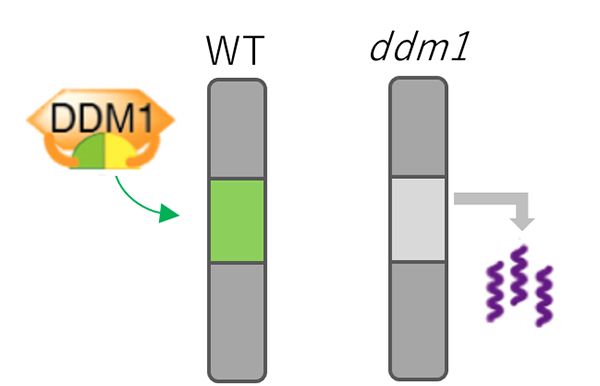 Figure1