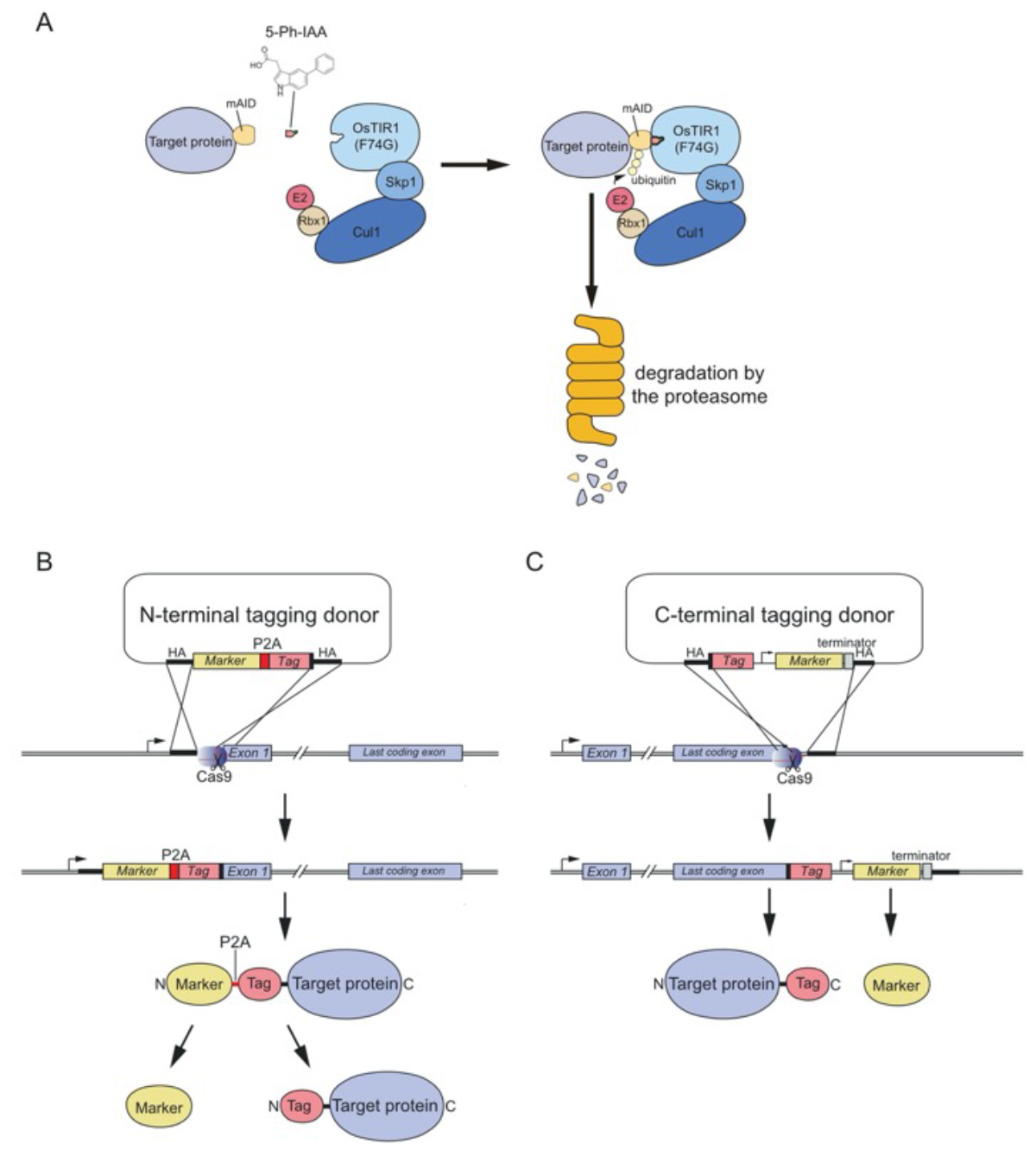 Figure1