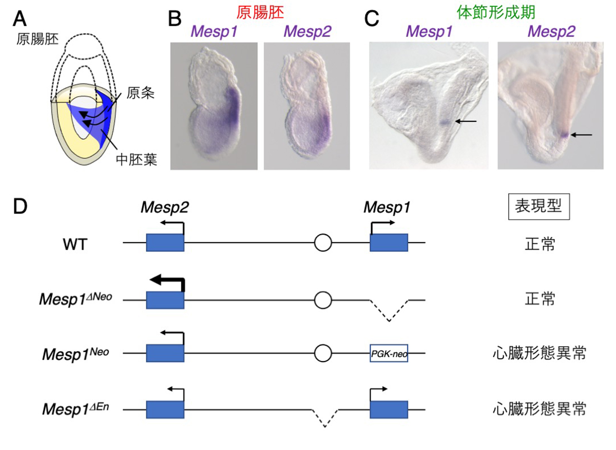 Figure1