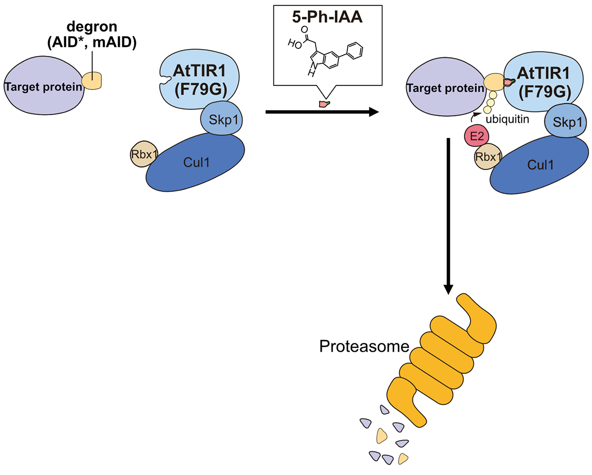 Figure1