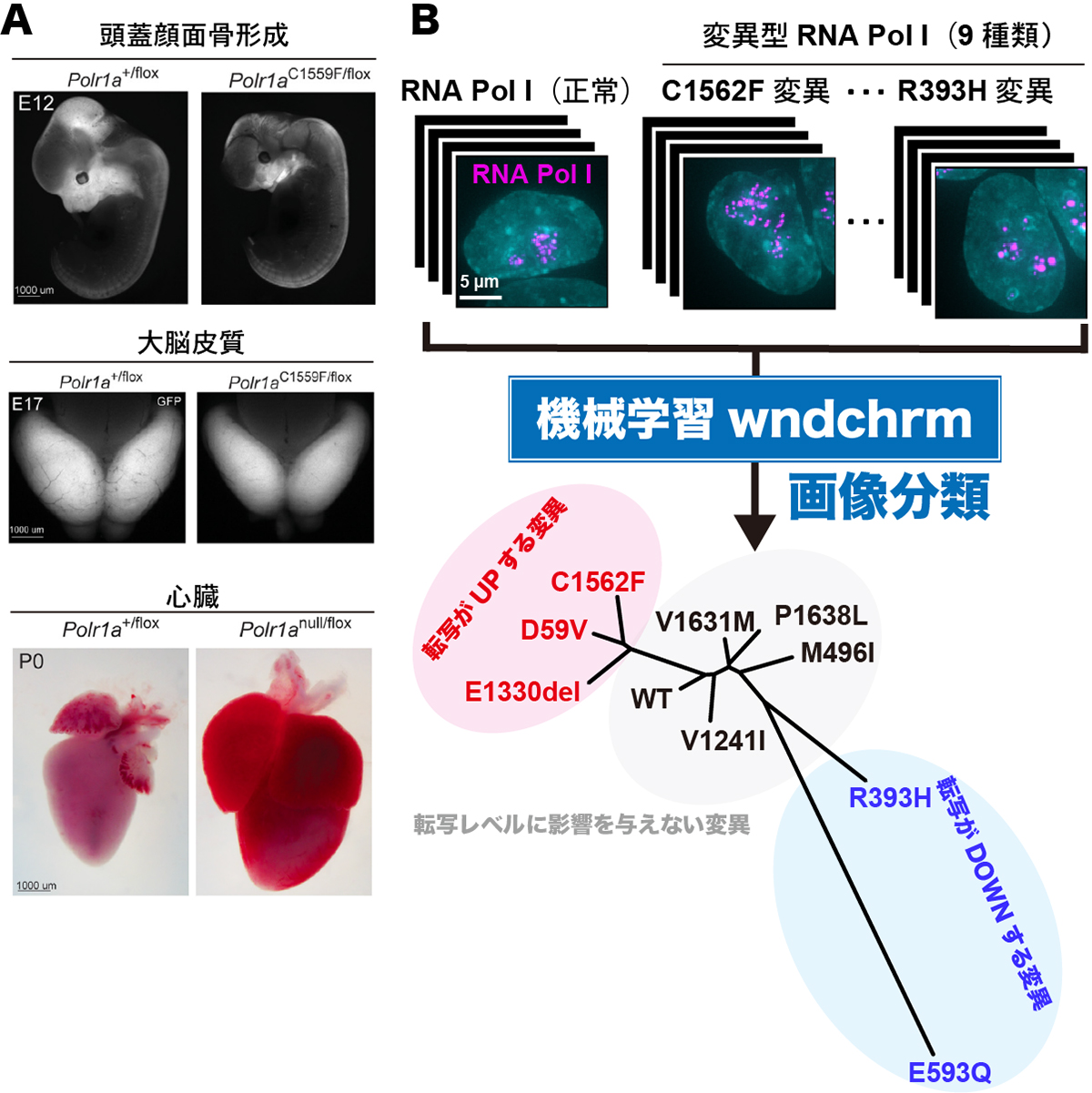 Figure1