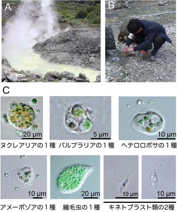 高温強酸性環境に適応した多様な真核生物の発見