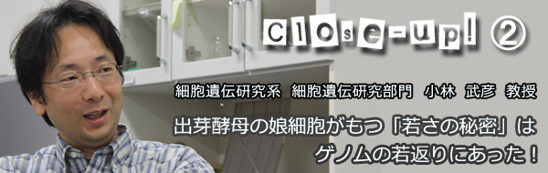 出芽酵母の娘細胞がもつ「若さの秘密」はゲノムの若返りにあった