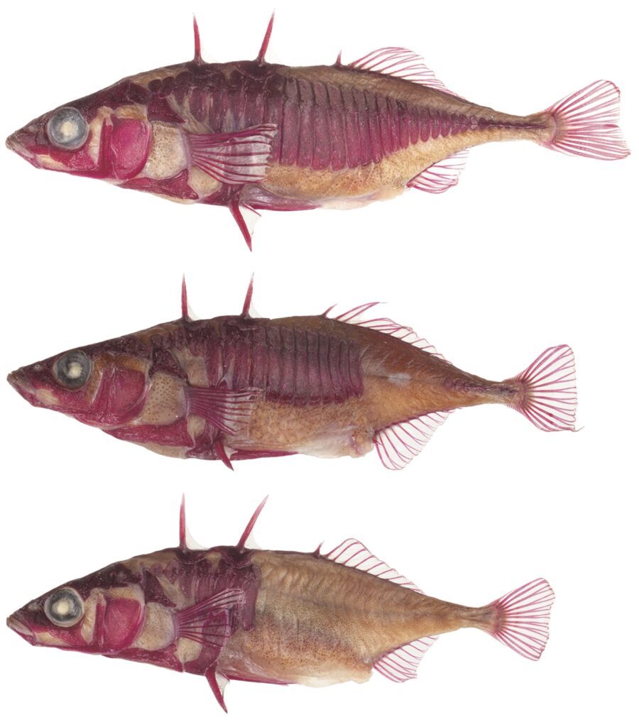 都市部の湖でイトヨ進化中──自然選択が生物の急速進化を駆動