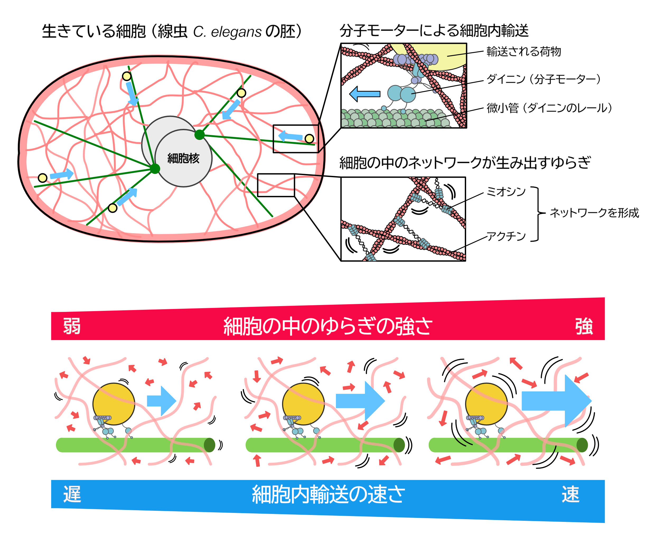 さあ取りたまえ、このゆらぎを速さに変えるのは、分子モーターだ