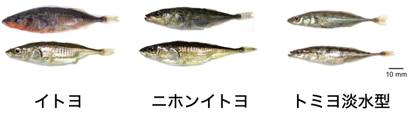 種分化の「付かず離れず」の謎に迫る ──同所生息地におけるゲノム分化と遺伝子浸透パターン