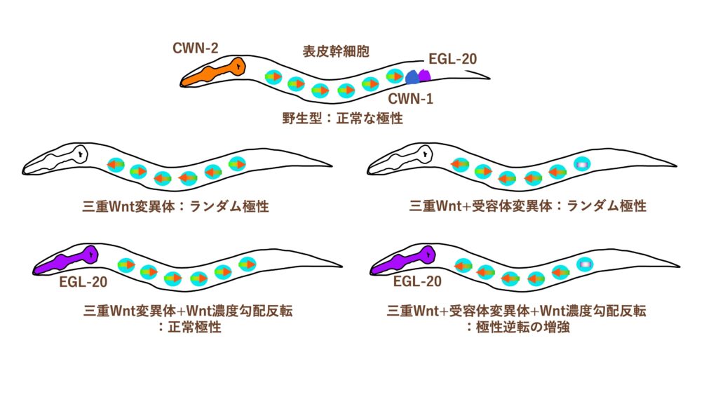 Wntは匂い物質のように細胞に方向を伝えるのか?