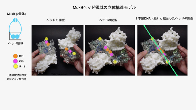 一本鎖DNAと二本鎖DNAを見分けるバクテリアコンデンシンのセンサー残基