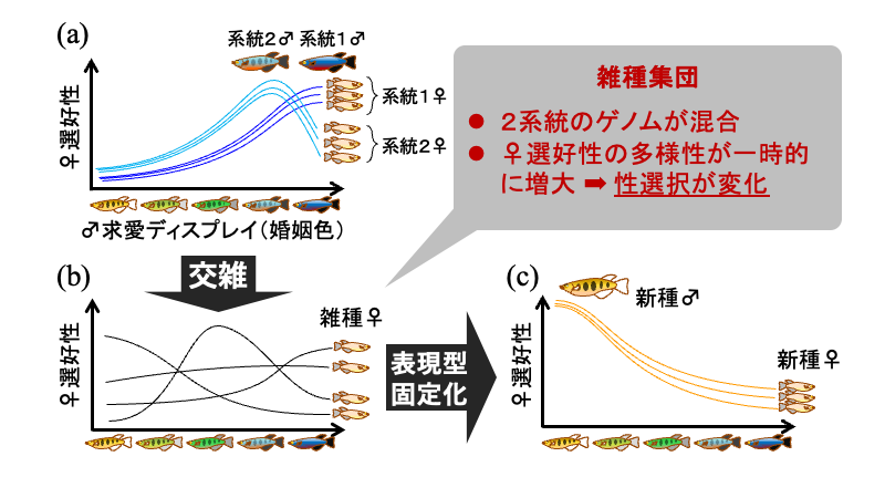 性選択と雑種形成による種分化